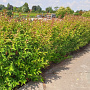 Ligustrum lucidum 'Green Screen' 30-40 cm 5,0L