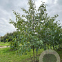 Alnus spaethii 400-450 cm draadkluit meerstammig