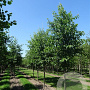 Alnus spaethii 35-40 HO draadkluit 250 cm stam