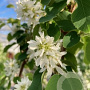 Amelanchier aln. 'Obelisk' 16-18 HO cont. 85L