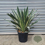 Yucca gloriosa 'Variegata' 50-60 cm 7,5L