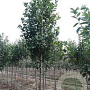 Amelanchier can. Rainbow Pillar 18-20 HO draadkluit