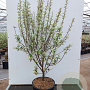 Amelanchier grand. 'Forest Prince' 250-300 cm 15L