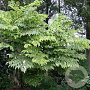 Aralia elata 'Golden Umbrella' 150-175 cm draadkluit struik