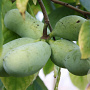 Asimina triloba 8-10 HO draadkluit
