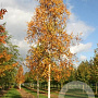 Betula ermanii 35-40 HO draadkluit 250 cm stam