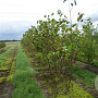 Betula maximowicziana 350-400 cm draadkluit meerstammig op aanvraag