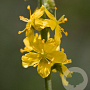 Agrimonia eupatoria Cruydt-Hoek
