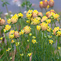 Anthyllis vulneraria Cruydt-Hoek