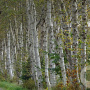 Betula pendula 35-40 HO draadkluit 250 cm stam