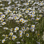 Bellis perennis Cruydt-Hoek