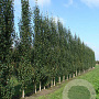 Betula p. Fastigiata Joes 20-25 HO draadkluit geveerd