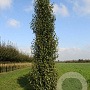 Betula p. 'Jolep1' 20-25 HO draadkluit geveerd