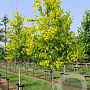 Betula p. 'Schneverd. Goldbirke' 600-700 cm draadkluit meerstammig