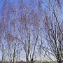 Betula p. 'Tristis' 800-900 cm draadkluit meerstammig