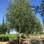 Betula p. 'Zwitsers Glorie' 18-20 HO draadkluit 250 cm stam