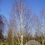Betula utilis 'Doorenbos' 30-35 HO draadkluit geveerd