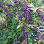 Callicarpa kwangtungensis 175-200 cm draadkluit struik op Stam