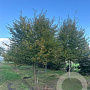 Carpinus betulus 700-800 cm draadkluit meerstammig