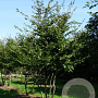 Carpinus betulus 800-900 cm draadkluit meerstammig