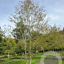 Carpinus betulus 800-900 cm draadkluit meerstammig
