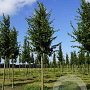 Carpinus bet. 'A. Beeckman' 35-40 HO draadkluit 250 cm stam