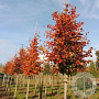Carpinus bet. 'Lochglow' 12-14 HO draadkluit geveerd