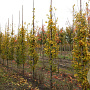 Carpinus bet. 'Lucas' 8-10 HO draadkluit geveerd