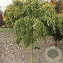 Carpinus bet. 'Pendula' 25-30 HO draadkluit 250 cm stam