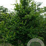 Carpinus turczaninowii 300-350 cm draadkluit solitair