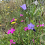 M4 Bloemrijk graslandmengsel Cruydt-Hoek