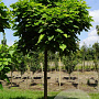 Catalpa bignonioides 'Nana' 18-20 HO draadkluit