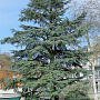 Cedrus libani atlantica 125-150 cm 15L