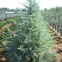 Cedrus deod. 'Bushes Electra' 150-175 cm draadkluit solitair