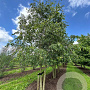 Celtis australis 600-700 cm draadkluit meerstammig