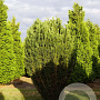 Cephalotaxus h. 'Fastigiata' 250-300 cm draadkluit solitair