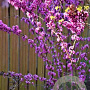 Cercis chinensis 250-300 cm draadkluit meerstammig