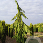 Chamaecyparis n. 'Pendula' 700-800 cm draadkluit solitair
