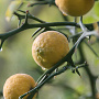 Poncirus trifoliata 'Flying Dragon' 100-125 cm met kluit struik