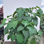Clerodendrum trichotomum 20-25 HO draadkluit 250 cm stam