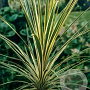 Cordyline aus. 'Torbay Dazzler' 150-175 cm 40L struik