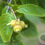 Corylus chinensis 20-25 HO draadkluit