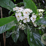 Crataegus lavalleei 12-14 HO draadkluit