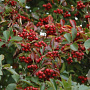Crataegus succulenta Boomfeestdag 10-12 HO 50L