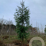 Cryptomeria japonica 20-25 HO draadkluit