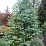 Cunninghamia lanceolata 200-250 cm draadkluit solitair