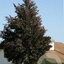 Fagus syl. 'Swat Magret' 8-10 HO draadkluit geveerd