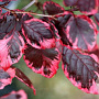 Fagus syl. 'Tricolor' 175-200 cm 15L