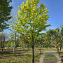 Fagus syl. 'Zlatia' 600-700 cm draadkluit solitair