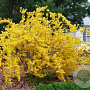 Forsythia int. 'Courtalyn' 175-200 cm draadkluit struik op Stam